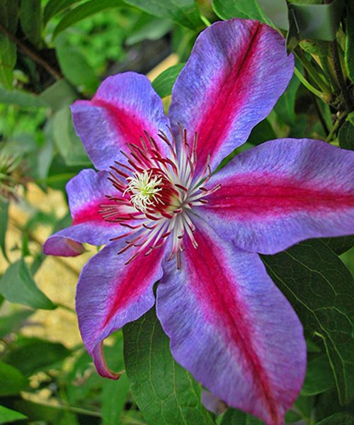 Clematis 'Mazury Crater Lake' - GARDENIDEA