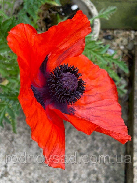 Papaver Brilliant seeds ...