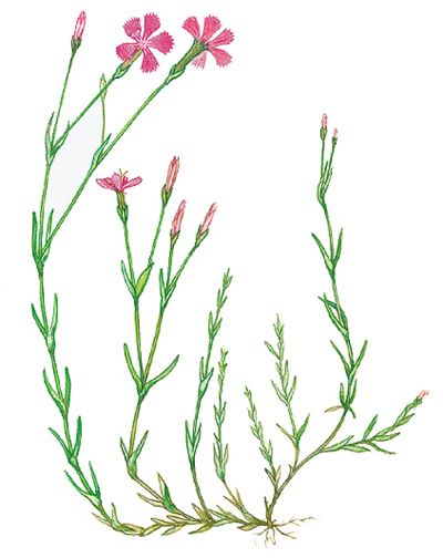 Гвоздика (Dianthus) - Страница 5