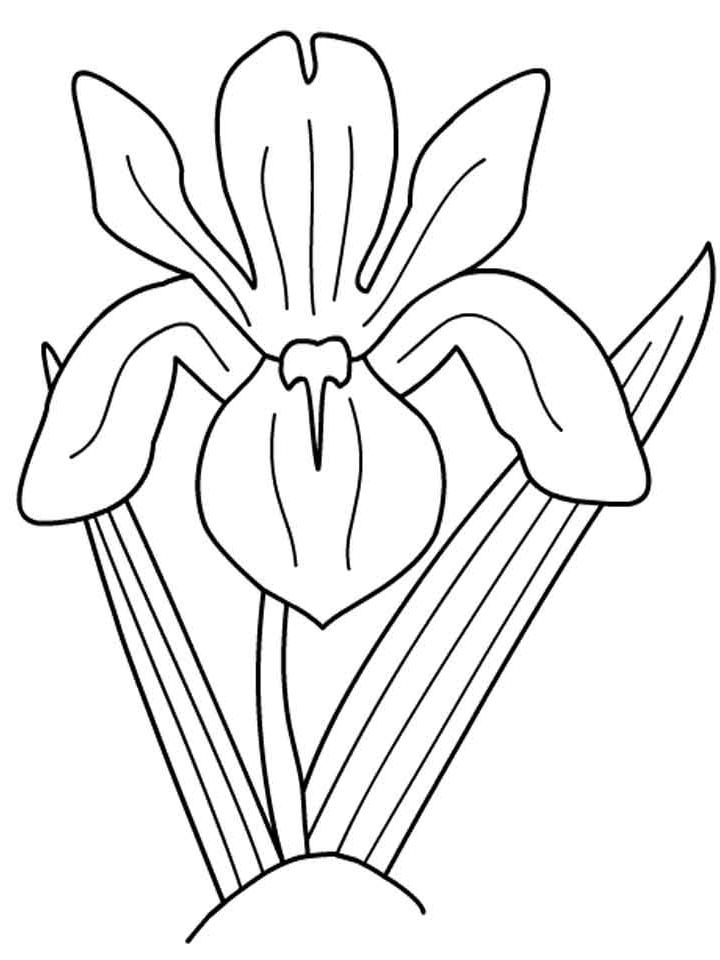 Рисунки цветка ириса