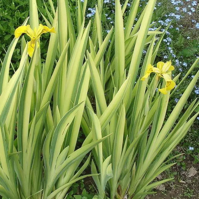 Ирис болотный (Iris pseudacorus) - Ирис болотный - Ирис ...