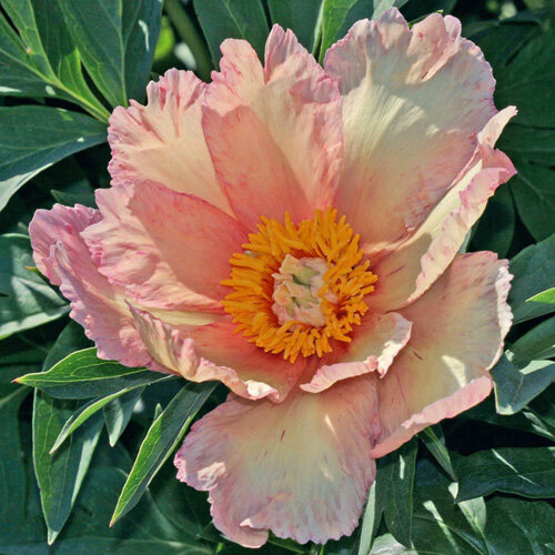 Paeonia Sonoma Welcome Intersectional Semi double Mid Pink AA ...