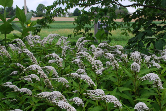 Восковник