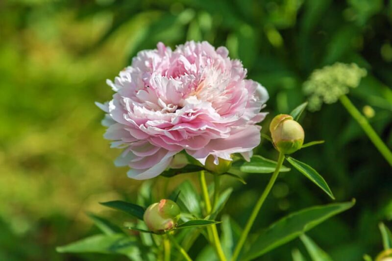 Пион ник шейлор оптом и в розницу в магазине Gardens flowers