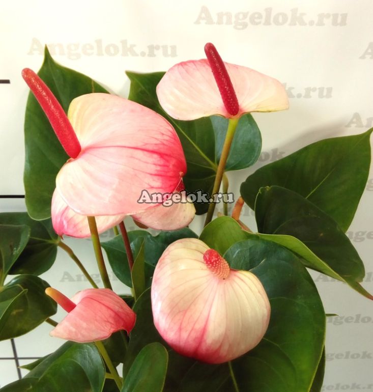 Princess Amalia® Elegance - Straathof Young Plants