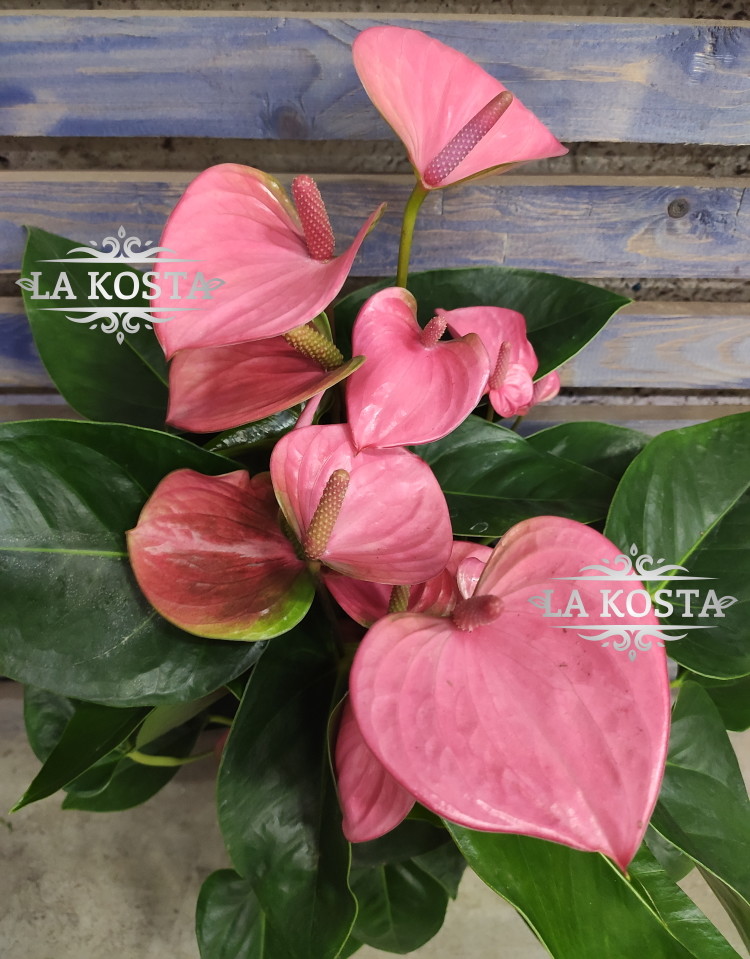 Anthurium (Andreanum) White Champion ANTHU AN WHITE CHAMP ...