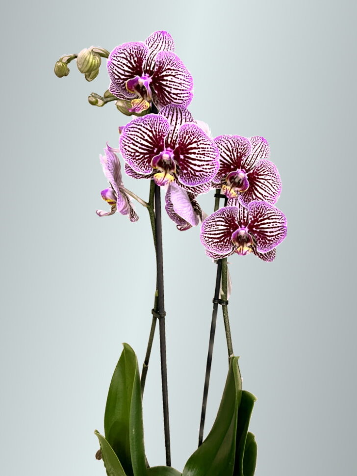 Phal. Fire Dreams / Орхидеи