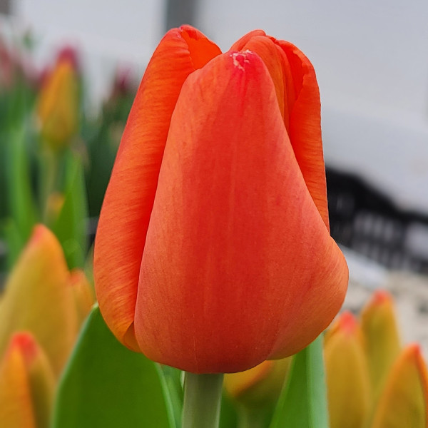 Tulipa 'Orange Juice' - Pheasant Acre ...