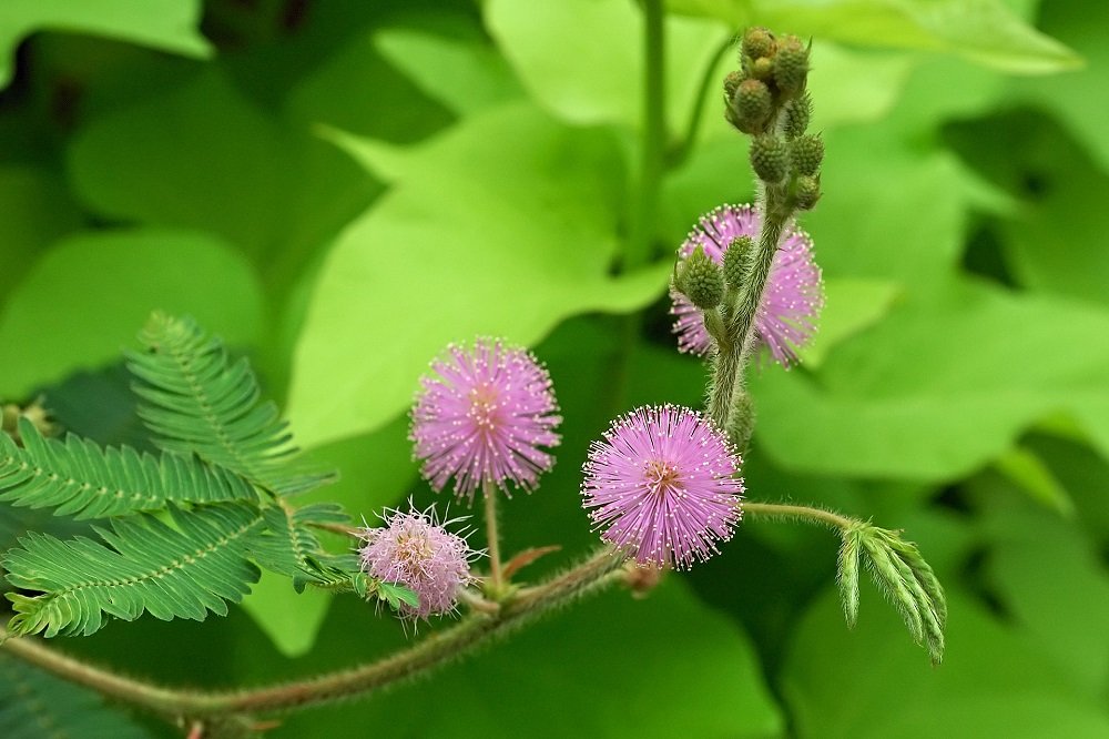 Mimosa Pudica (Мимоза Стыдливая): купить семена в интернет ...