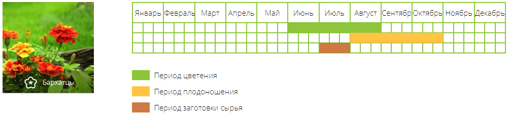 Бархатцы: лечебные свойства — Soncesad Бархатцы: лечебные ...