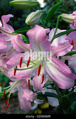 Lilium cultivars by alphabet ...