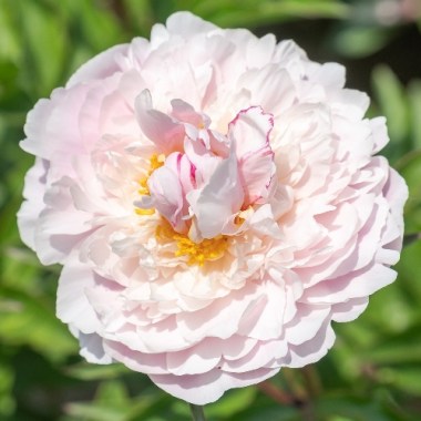 Paeonia 