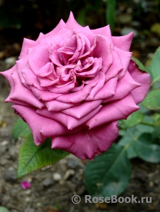 Blackberry Nip. Hybrid Tea Rose (bare rooted)