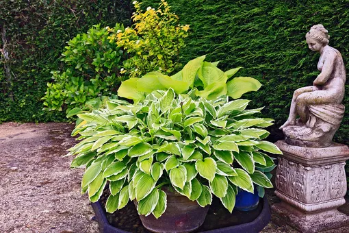 Хоста сорт High Voltage...моя новинка прошлого года #hosta ...