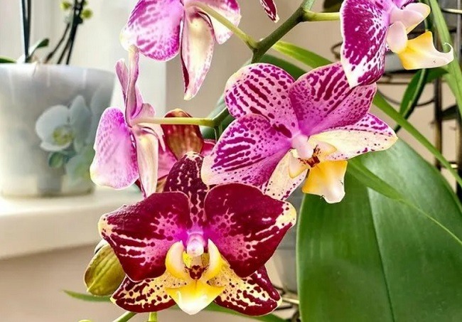 Фаленопсис Фантом (Phalaenopsis Phantom) — купить в интернет ...