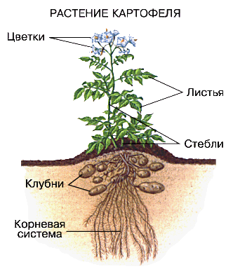 Заказать семенной картофель Сильвана оптом в СПб | HZPC Sadokas