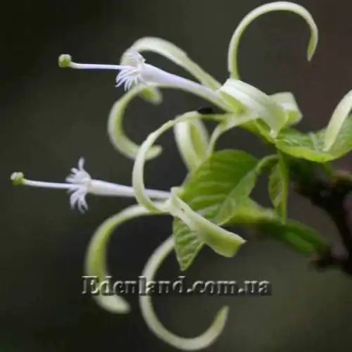 Turraea pubescens - PictureThis