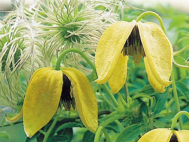 Clematis SERRATIFOLIA (Клематис, Ломонос): купить 2 семени c ...