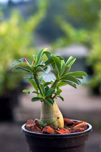 Адениум мини (adenium mini) – описание, фото, особенности ухода.