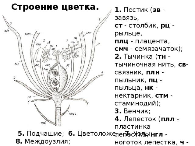 Презентация по теме урока Цветок 6 класс УМК Пасечник В.В.