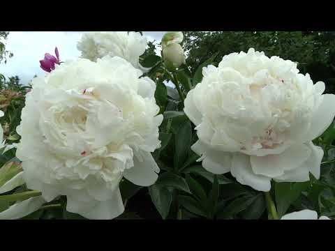 Mother's Choice peony: Order in bulk ...