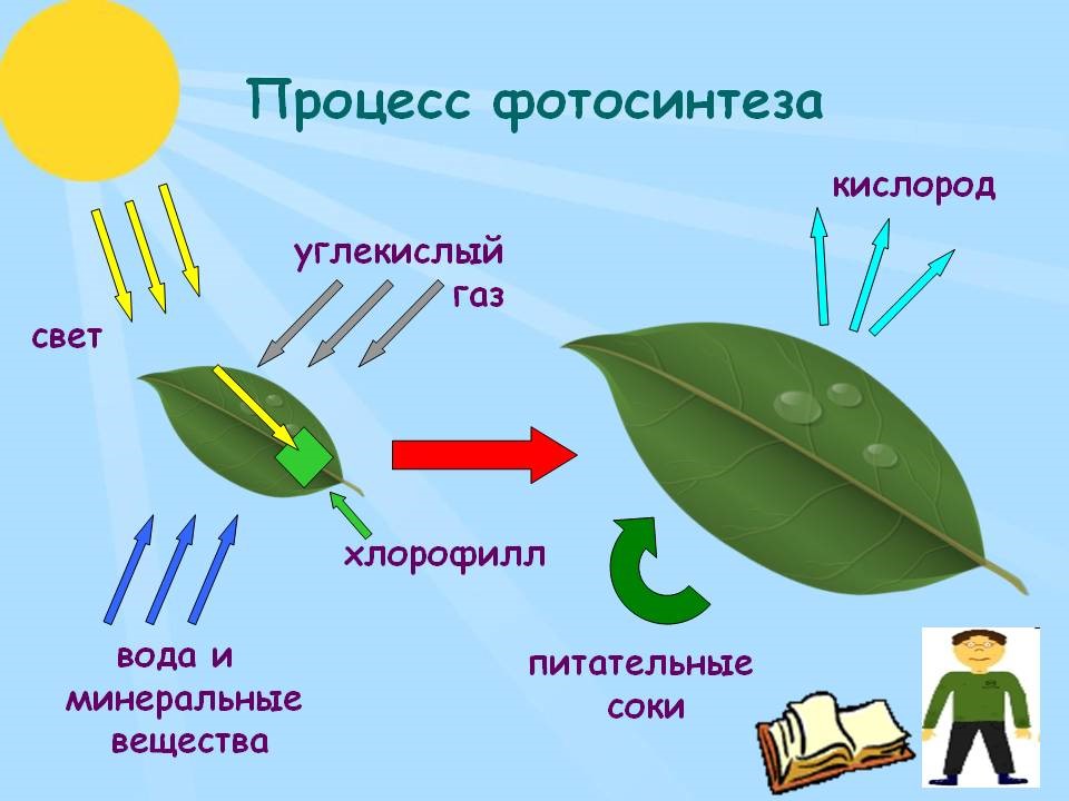 Органы растений. Часть 2 - Умскул Учебник