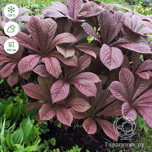 Роджерсия конскокаштанолистная (Rodgersia aesculifolia ...