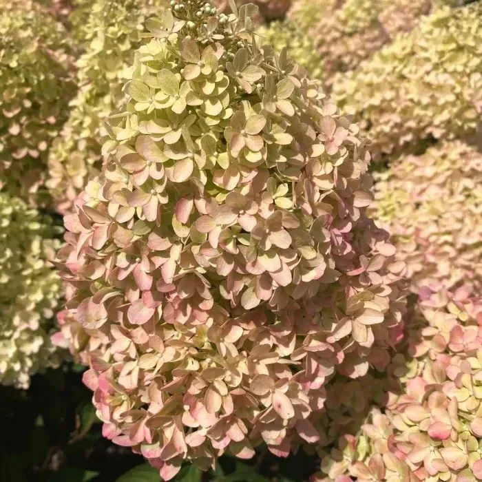 Hortensia Petite Star | Lux Garden