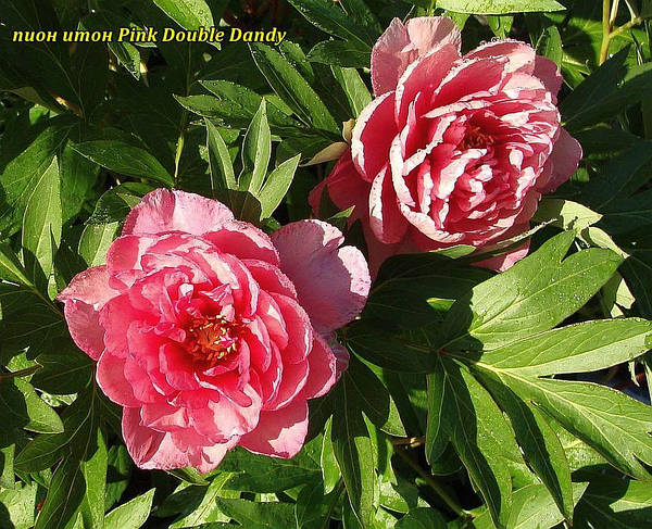 Paeonia Pink Double Dandy ...