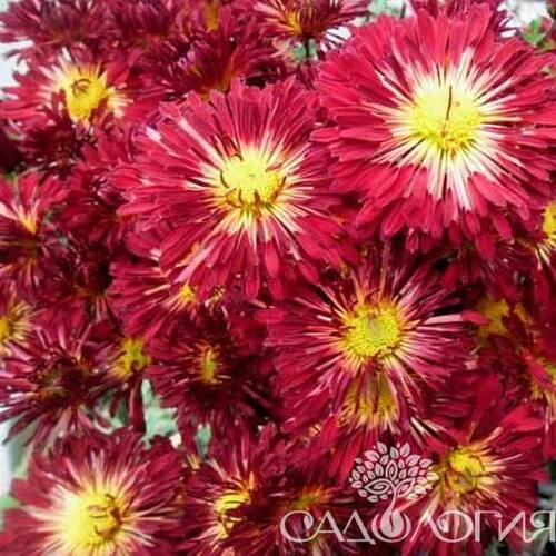 Заказать Хризантема корейская Алые паруса, Chrysanthemum с ...