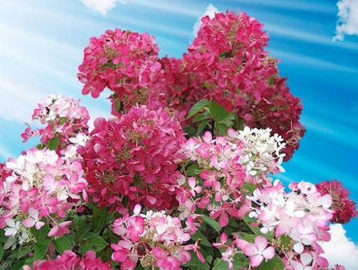 Гортензия метельчатая 'Диамонд Руж' / Hydrangea paniculata ...