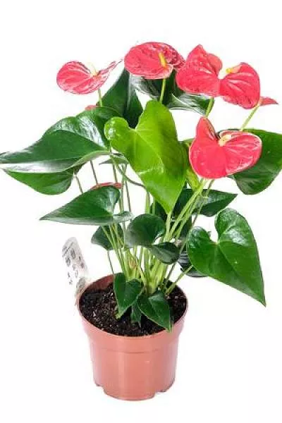 Антуриум джоли пинк Anthurium joli pink ...