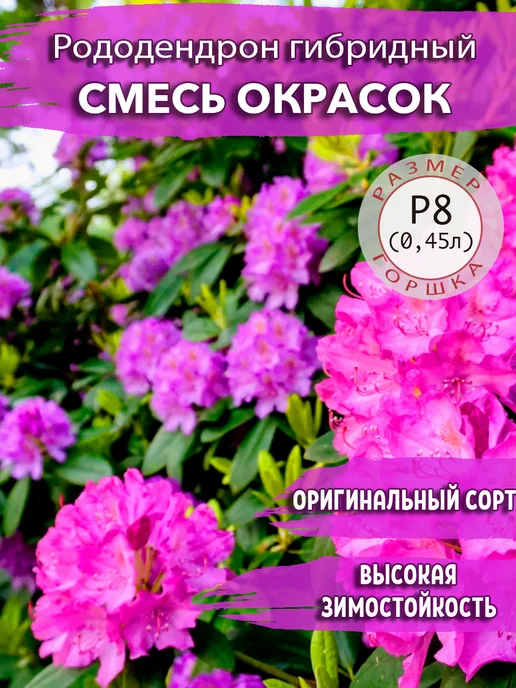 Роза чайно-гибридная Анна Молинари купить в интернет-магазине ...