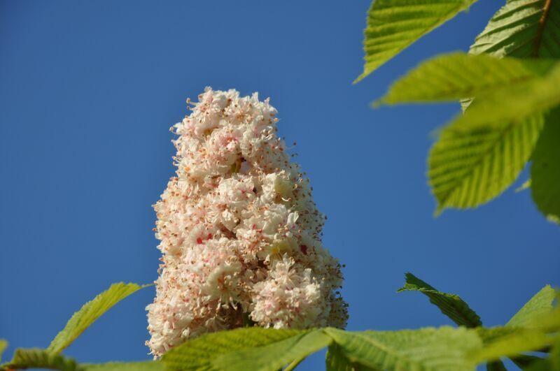 AESCULUS CARNEA ...