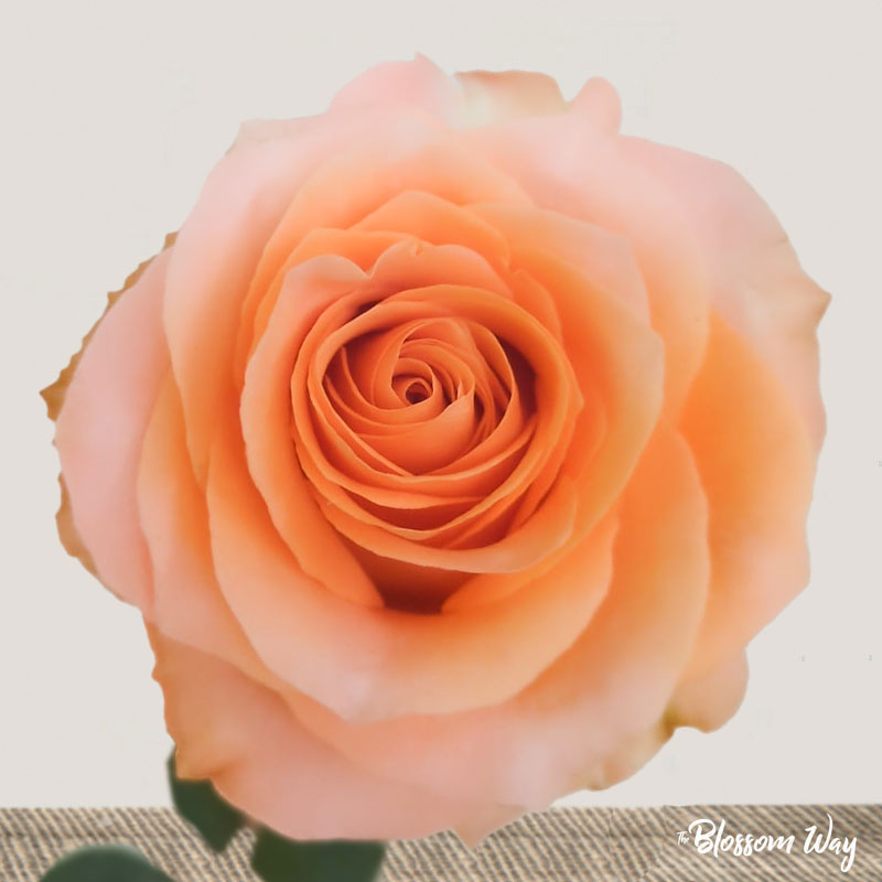 Rose (Coral Reef) | Misty Flowers