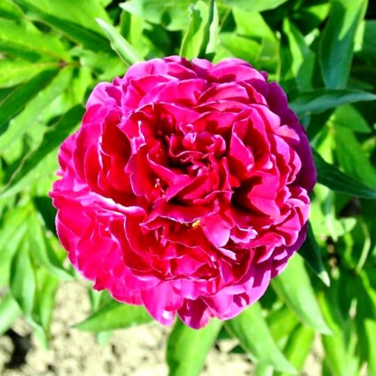 Пион травянистый Аваланш (paeonia avalanche) пион ...