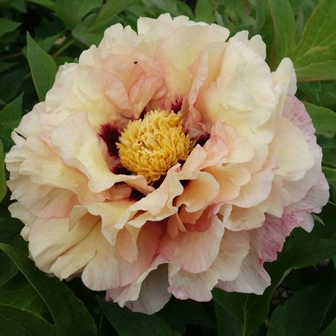 Пион Уайт Эмперор( Paeonia White Emperor) корневыще: продажа ...