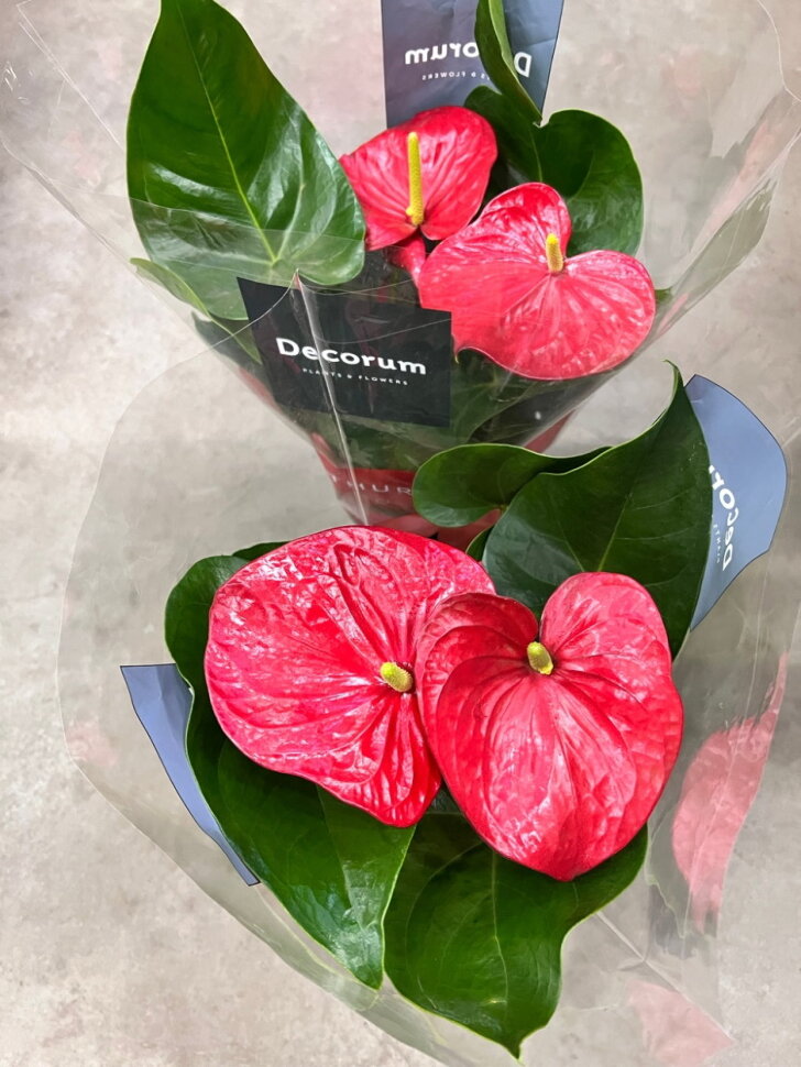 ANTHURIUM MINNESOTA ROSSO IN VASO 17CM - Piante senza ...