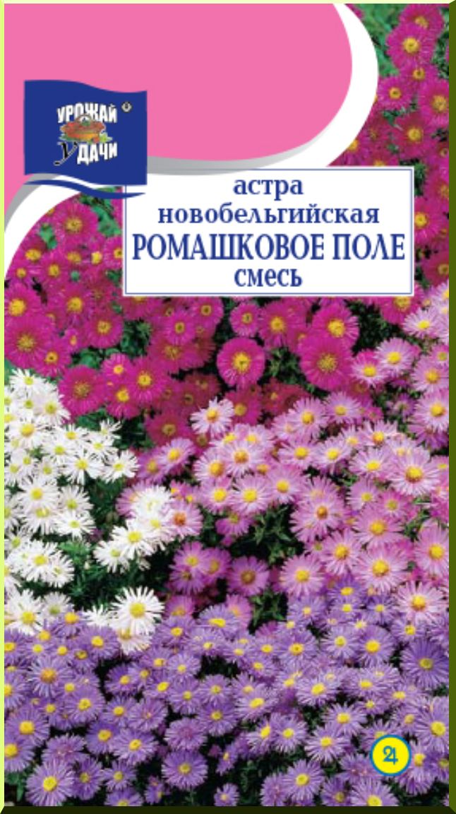 Посадка и уход за астрой новобельгийской в открытом грунте + ...