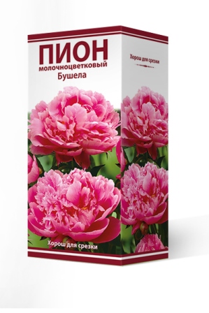 Пион молочноцветковый/Paeonia lactiflora - Пион/Paeonia ...