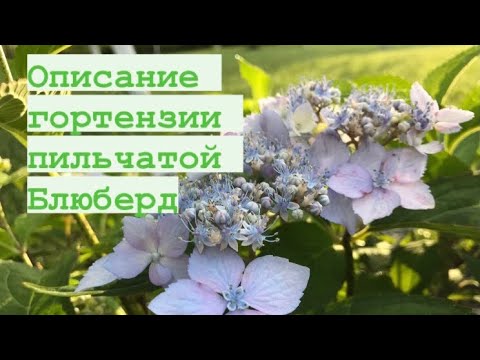 Гортензия пильчатая (Hydrangea serrata ...