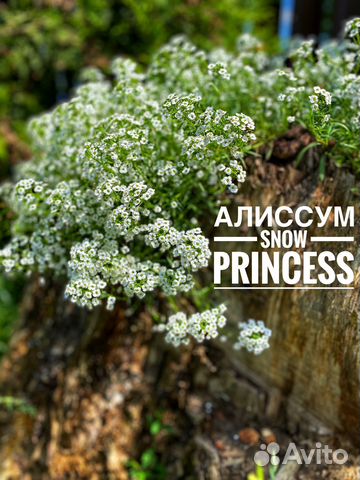 Алиссум ампельный Snow Princess (черенок)- купить в интернет ...