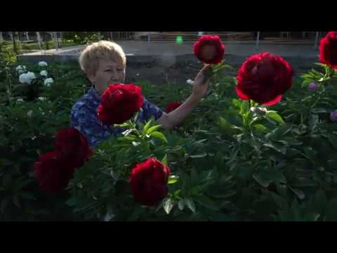 Характеристики Пион травянистый Генри Бокстос (Paeonia Henry ...