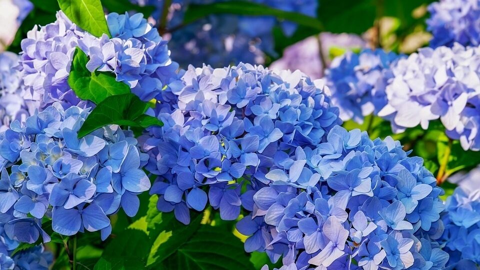 Гортензия пильчатая Блюбёрд (Синяя птица) Hydrangea serrata ...