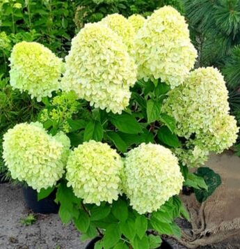 Hydrangea paniculata 'Little Lime ...