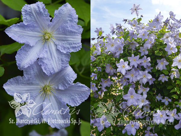 Клематис Блю Ангел, Блю Энджел, Голубой ангел (Blue Angel ...