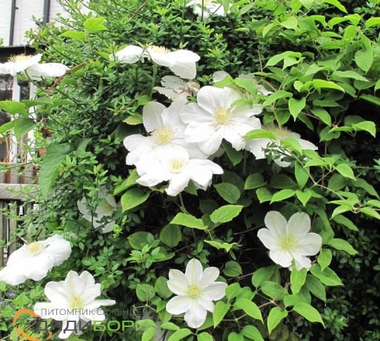 Clematis - Queen of Vines