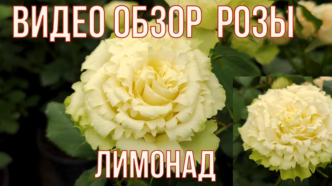 Lemonade Green Rose rose Q 50 stems (allow 4 days for delivery)