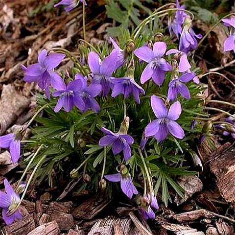 Горная фиалка (Mountain violet) Flora аромат — аромат для женщин