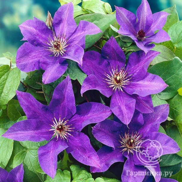 Клематис (Clematis `Multi Blue`) - Клематис